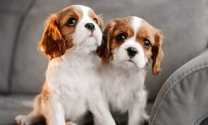 Cavalier Spaniel Puppy