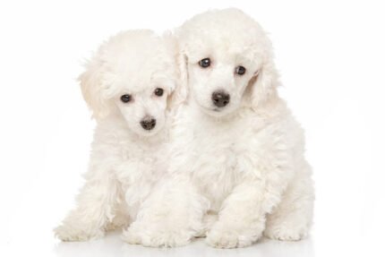 Miniature Poodle Puppy