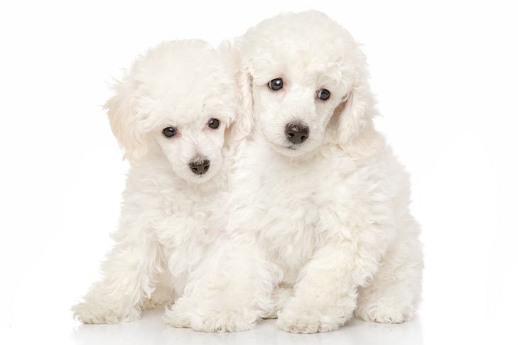 Miniature Poodle Puppy