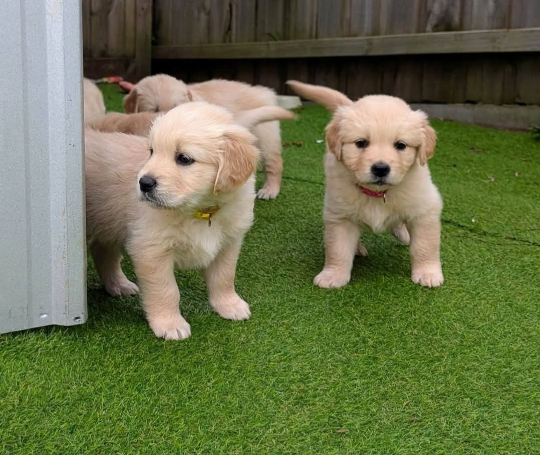 Golden Retriever - Image 2
