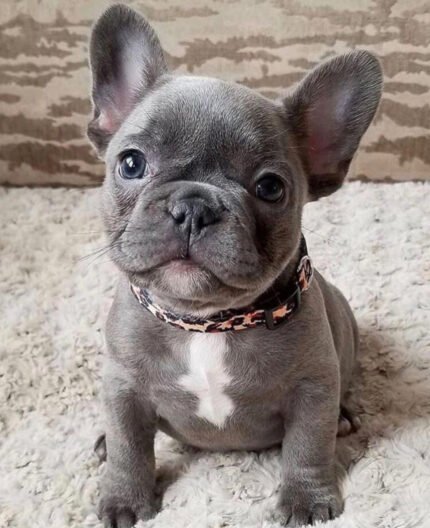 French Bulldog Puppy