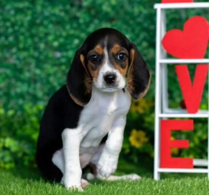 Beagle