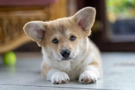 Pembroke Corgi Puppy