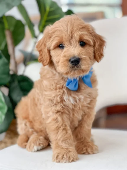 Goldendoodle